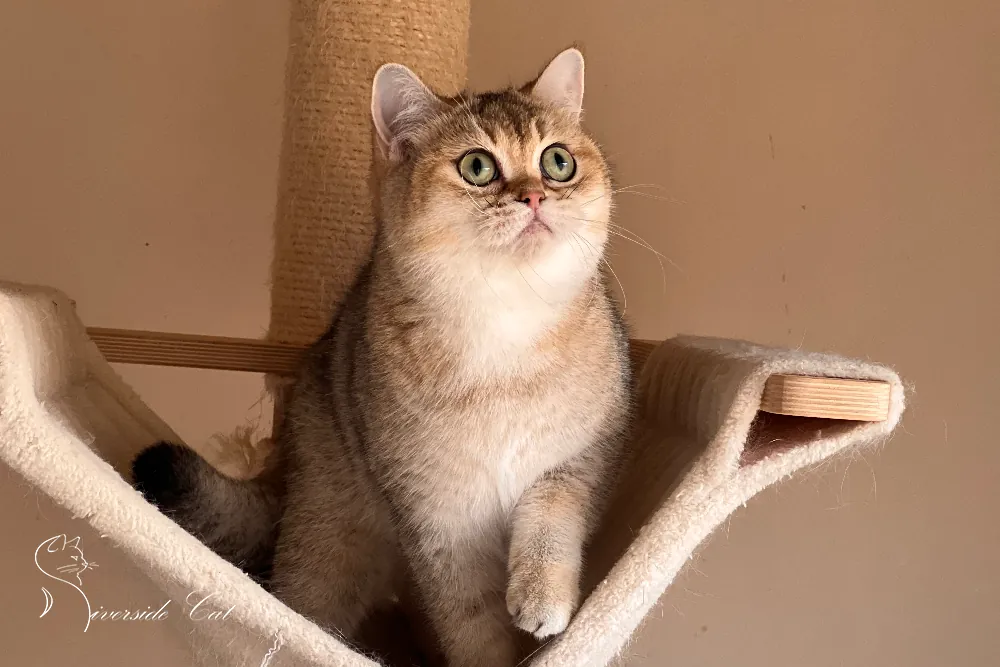 Brit macska - Black Golden Shaded színnel