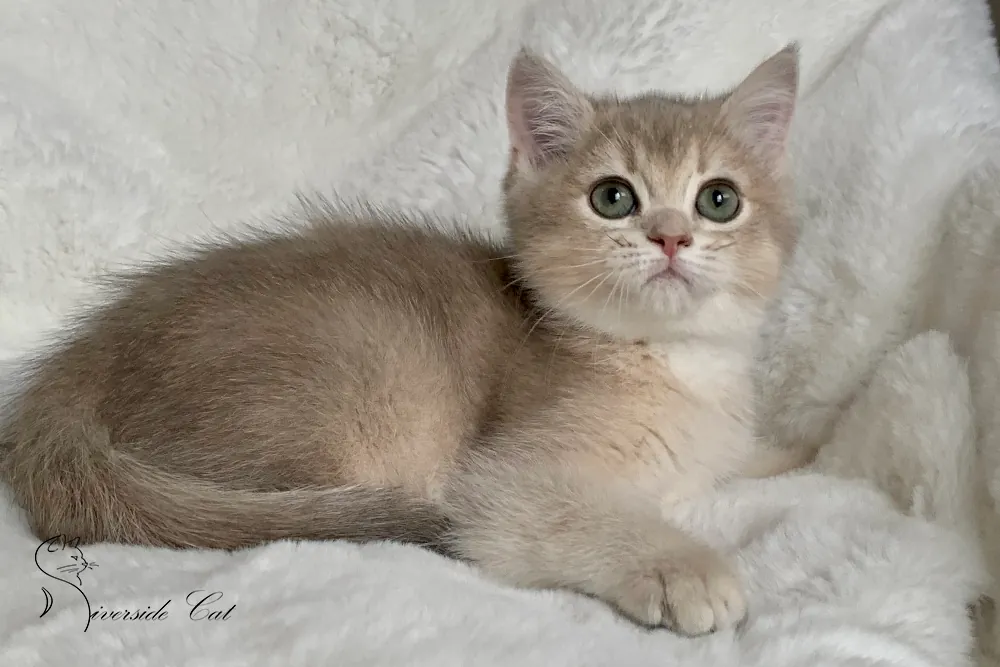 Brit macska - Blue Golden Shaded színnel