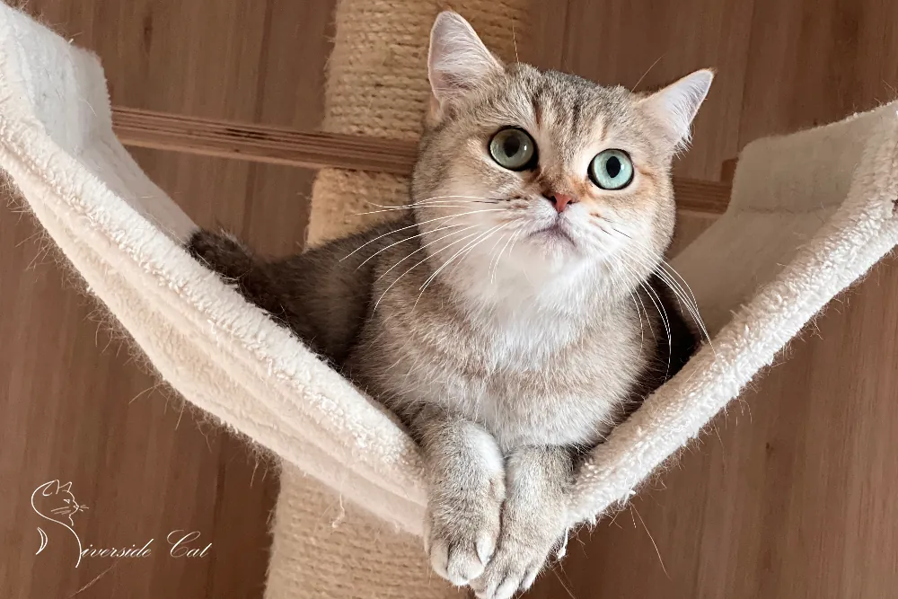 Brit macska - Black Golden Ticked Tabby színnel