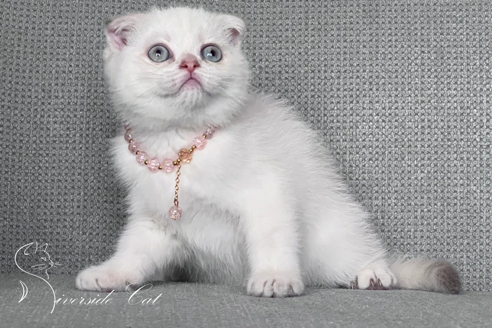 Skót lógófülű rövidszőrű macska - Lilac Golden Tabby Point színnel