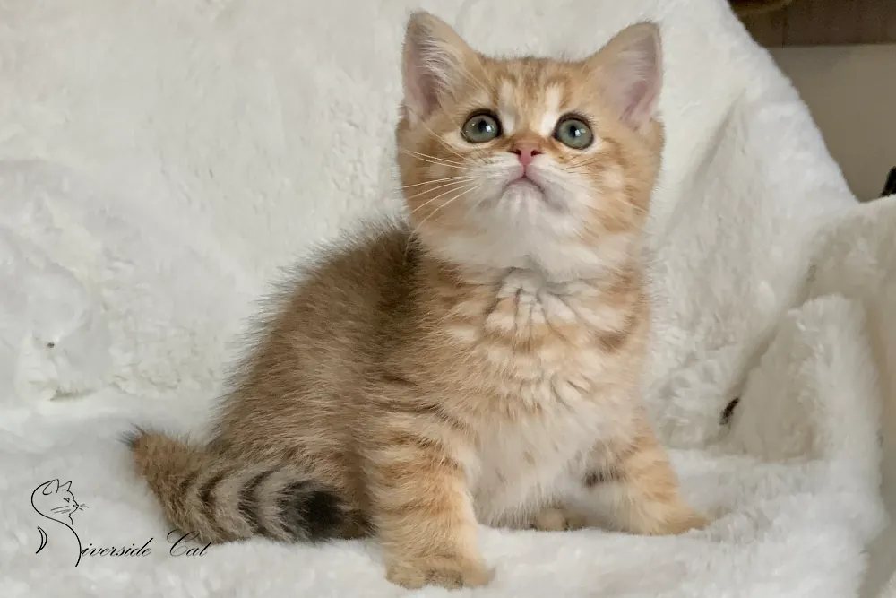 Brit macska - Black Golden Mackerel Tabby színnel