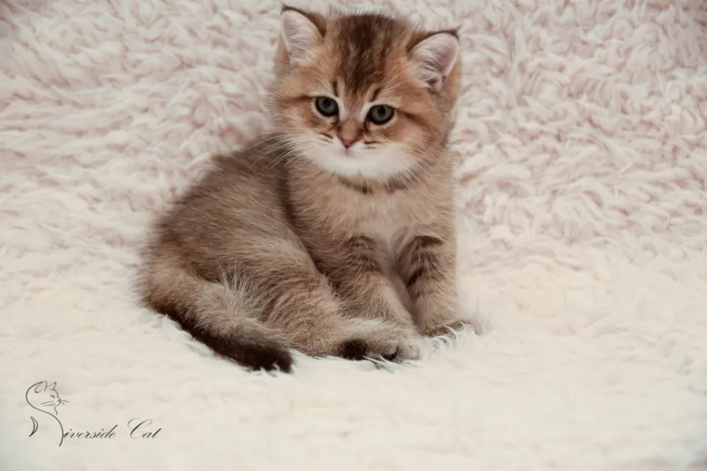 Brit macska - Black Golden Ticked Tabby színnel