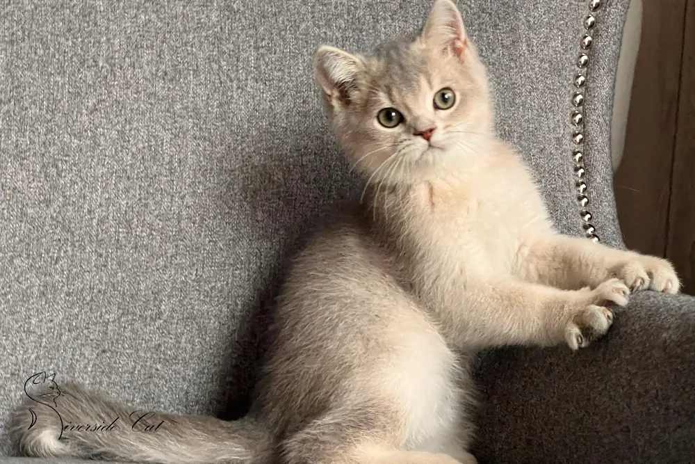 Skót állófülű macska - Blue Golden Shaded színnel