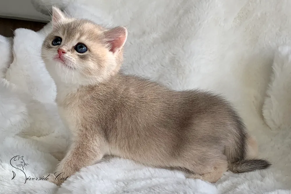 Brit macska - Blue Golden Shaded színnel