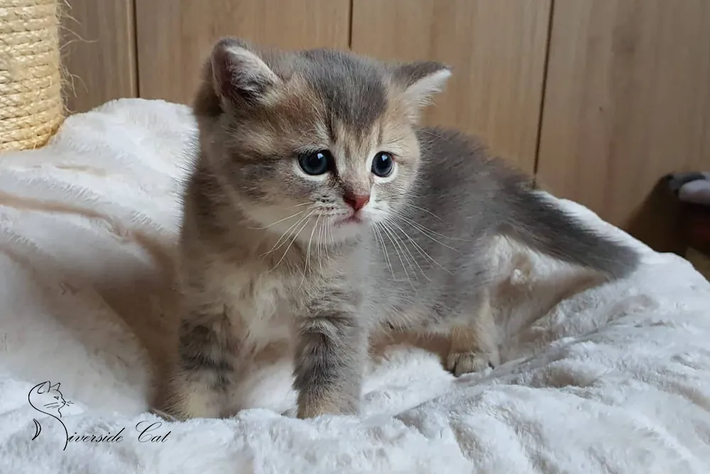 Brit macska - Blue Golden Shaded színnel