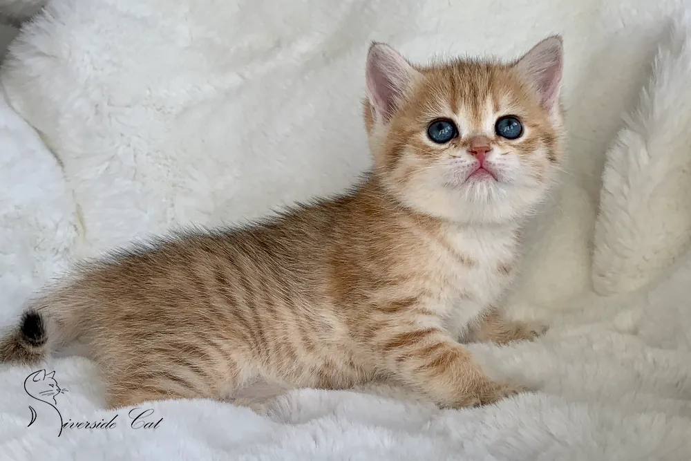 Brit macska - Chocolate Golden Mackerel Tabby színnel