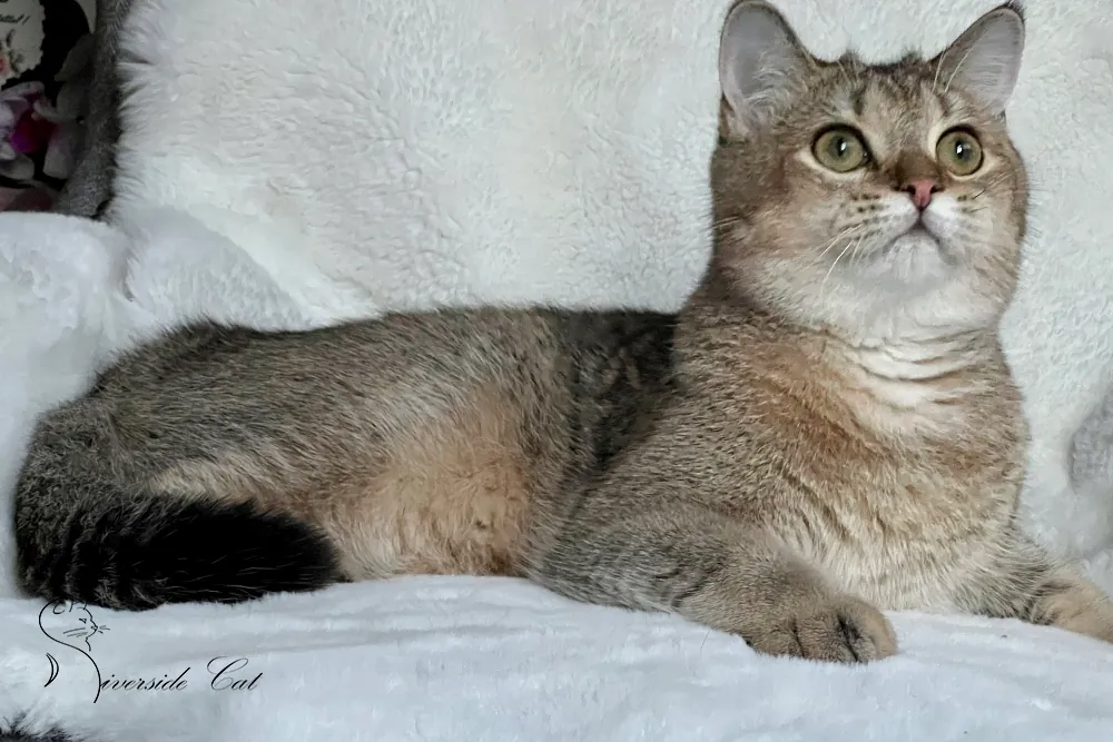 Brit macska - Black Golden Shaded színnel