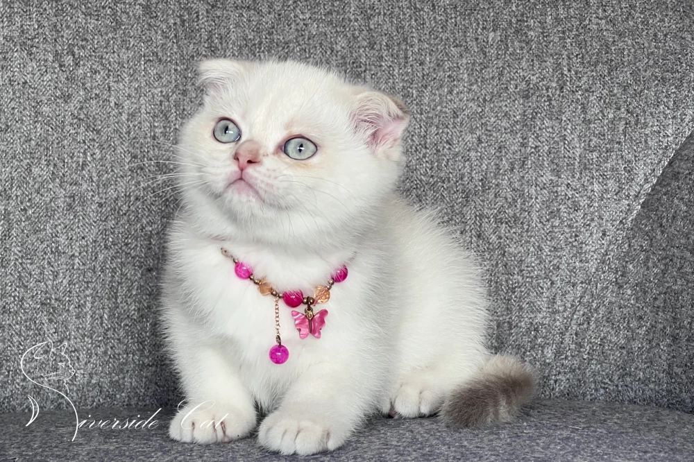 Skót lógófülű rövidszőrű macska - Lilac Golden Tabby Point színnel