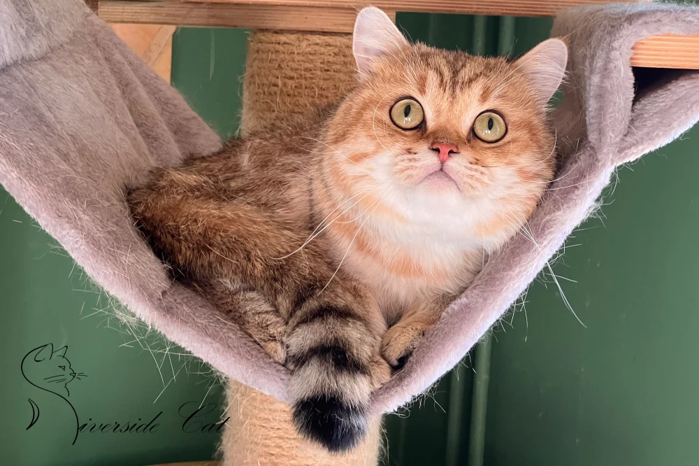 Skót állófülű macska - Black Golden Mackerel Tabby színnel