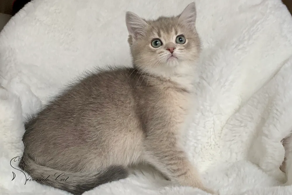 Brit macska - Blue Golden Shaded színnel