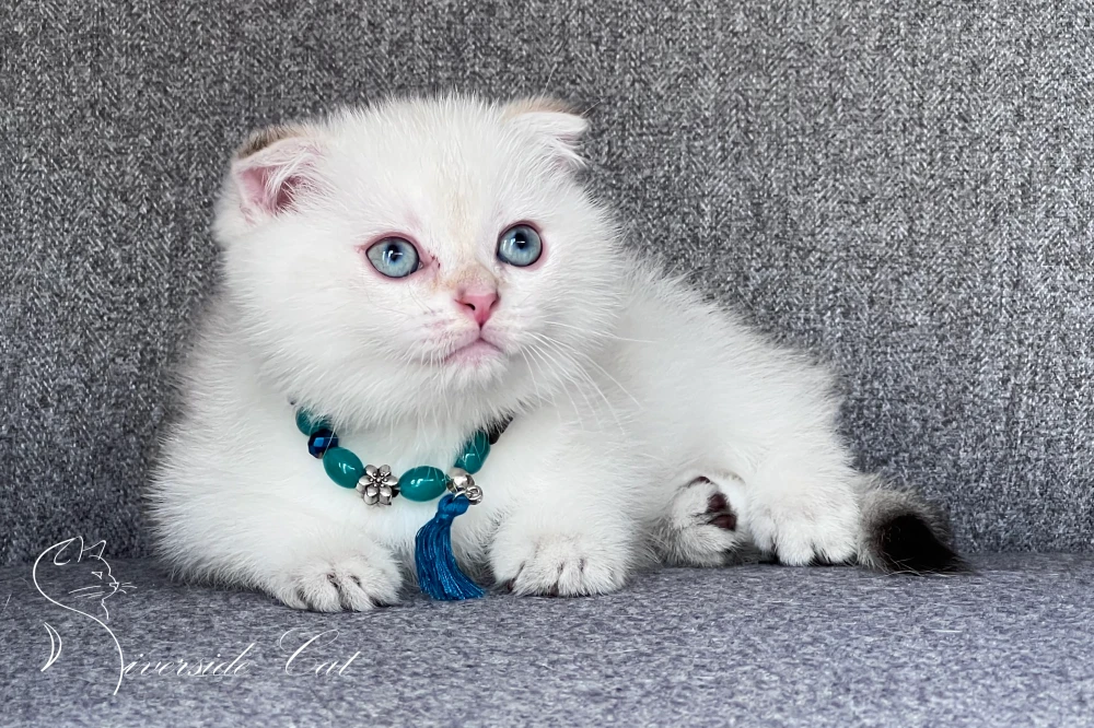 Skót lógófülű macska - Black Golden Tabby Point színnel
