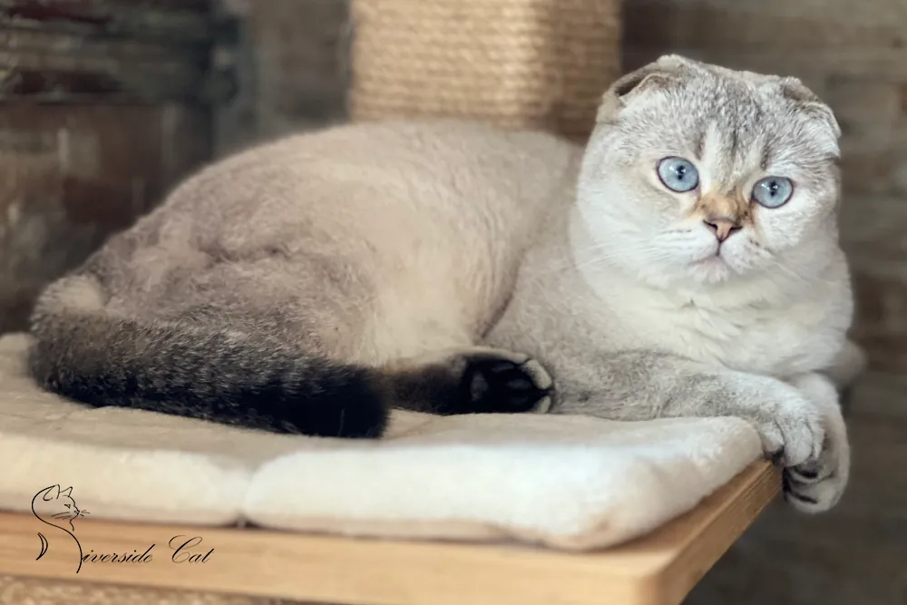 Skót lógófülű macska - Black Golden Shaded Point színnel