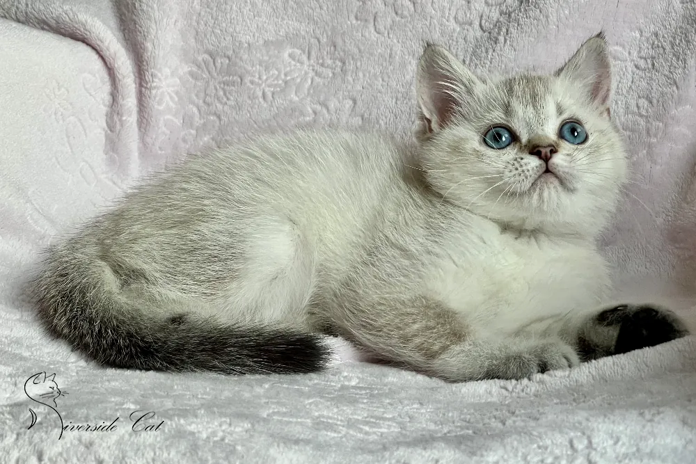 Brit macska - Black Golden Ticked Tabby Point színnel