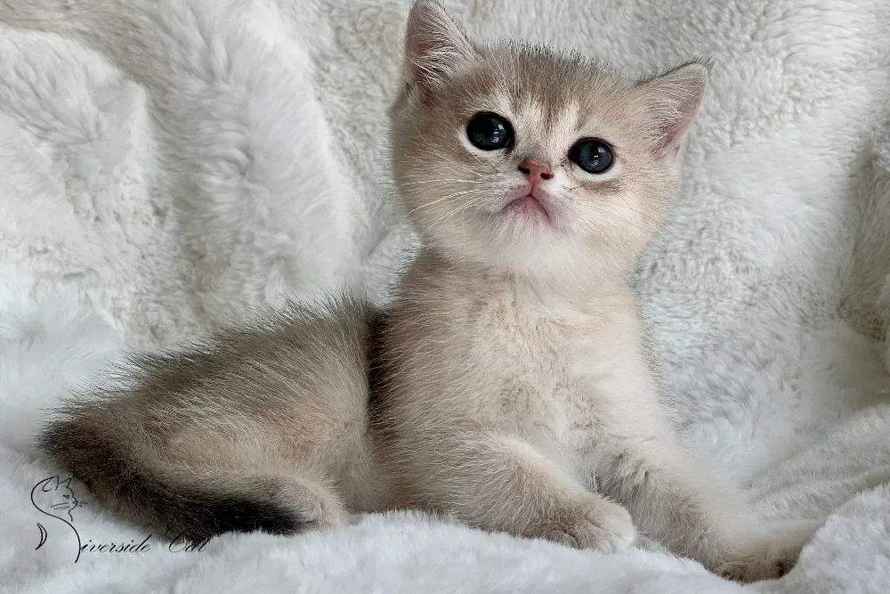 Brit macska - Blue Golden Shaded színnel