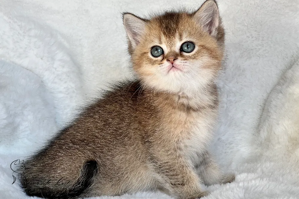 Brit macska - Black Golden Ticked Tabby színnel