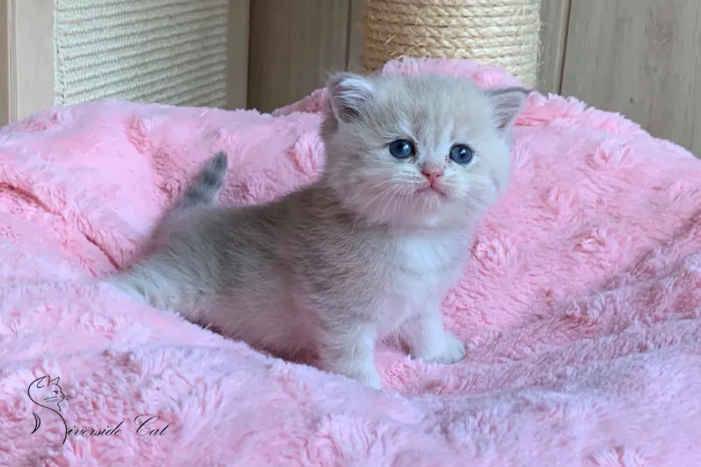 Brit macska - Blue Golden Shaded színnel