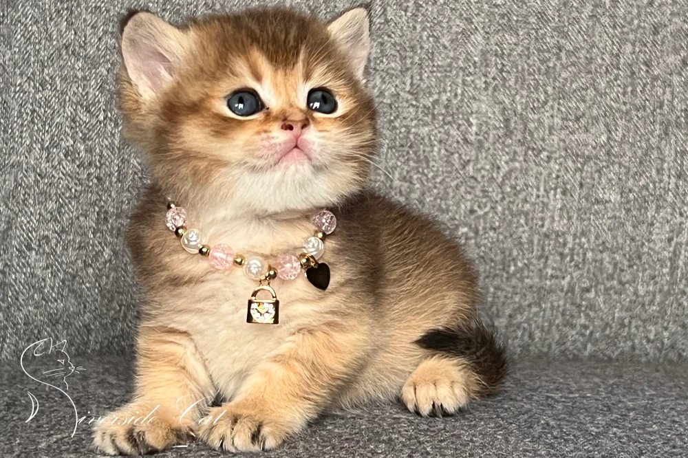 Skót állófülű rövidszőrű macska - Chocolate Golden Ticked Tabby színnel
