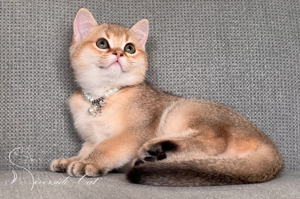 Skót állófülű macska - Black Golden Shaded színnel