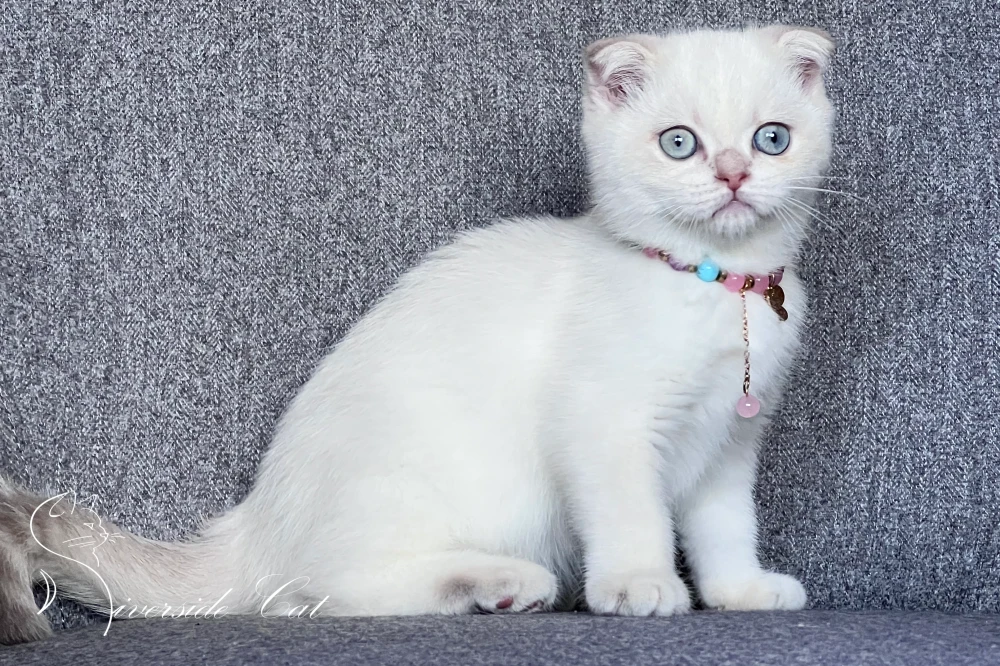 Skót lógófülű rövidszőrű macska - Lilac Golden Tabby Point színnel