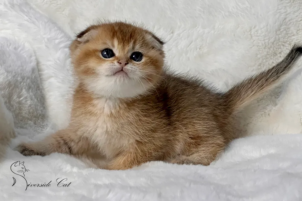 Skót lógófülű macska - Black Golden Shaded színnel