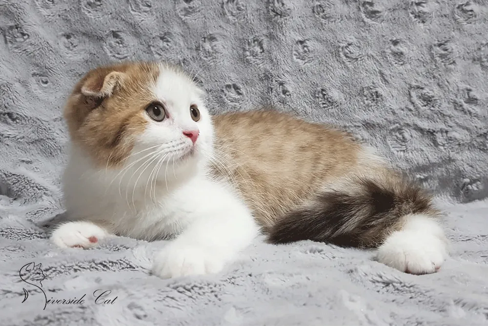 Skót lógófülű macska - Chocolate Van Spotted Tabby színnel