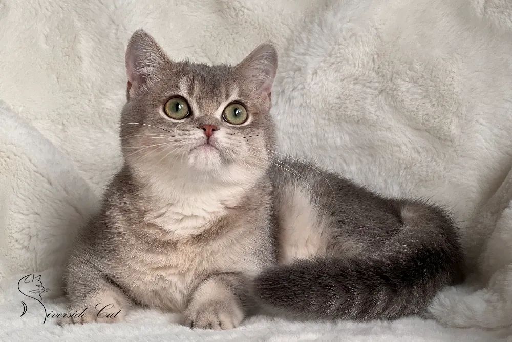 Brit macska - Blue Golden Shaded színnel