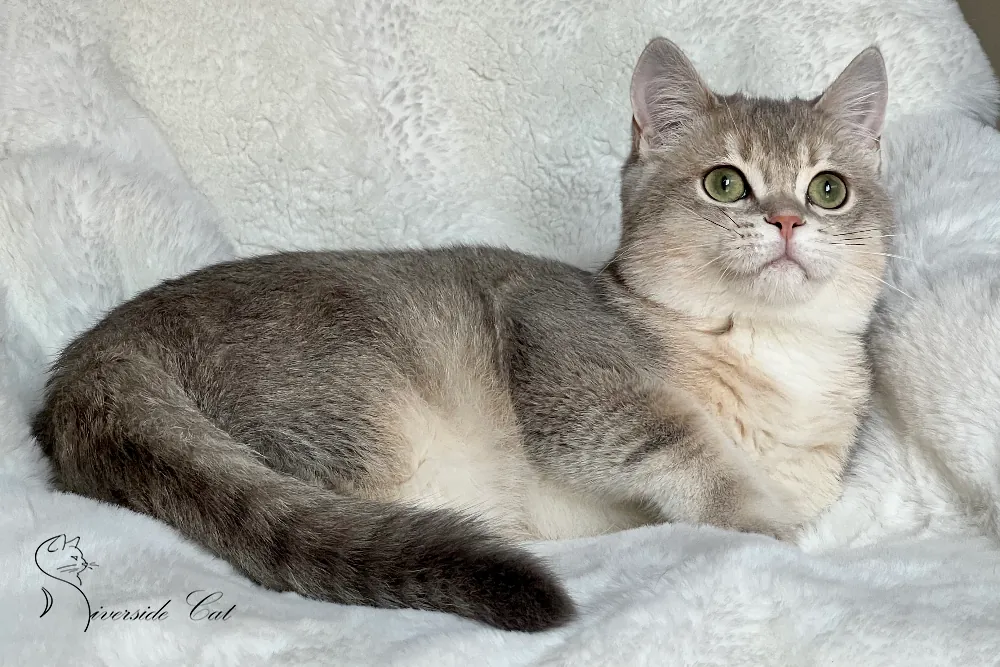 Brit macska - Blue Golden Shaded színnel