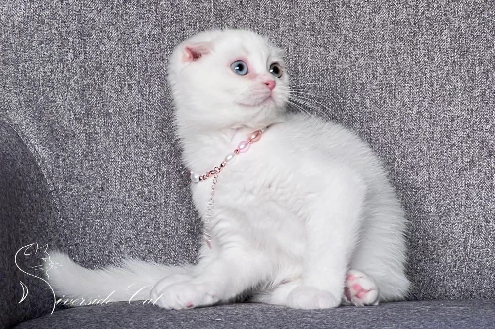 Skót lógófülű macska - White színnel