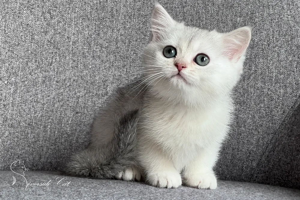 Brit macska - Black Silver Shaded színnel