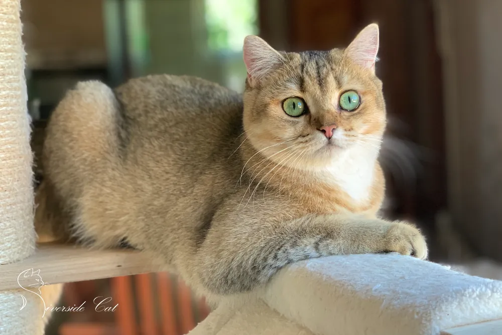 Brit macska - Black Golden Ticked Tabby színnel