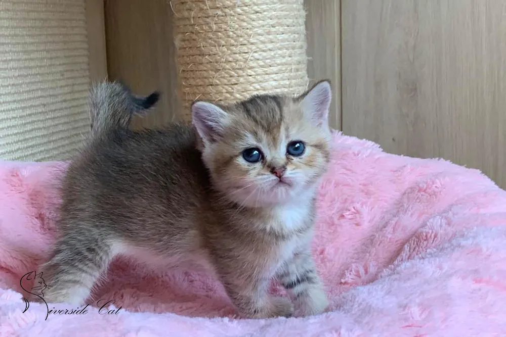 Brit macska - Black Golden Shaded színnel