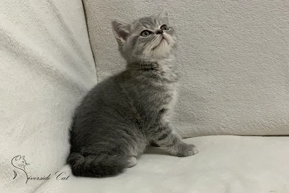 Brit macska - Blue Mackerel Tabby színnel