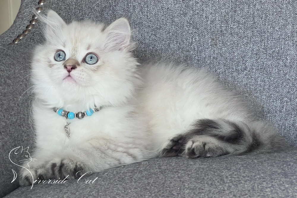 Skót állófülű hosszúszőrű macska - Black Golden Tabby Point színnel