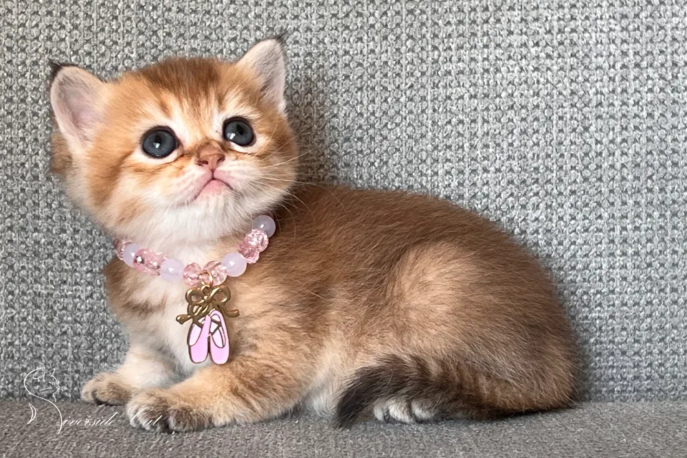 Brit macska - Black Golden Shaded színnel