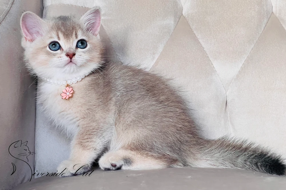 Skót állófülű macska - Blue Golden Shaded színnel