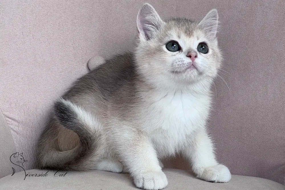 Brit macska - Blue Golden Shaded színnel