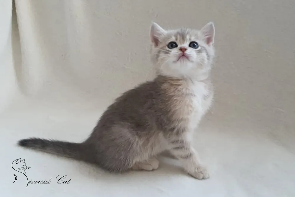 Brit macska - Blue Golden Shaded színnel