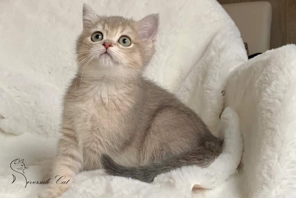 Brit macska - Blue Golden Shaded színnel