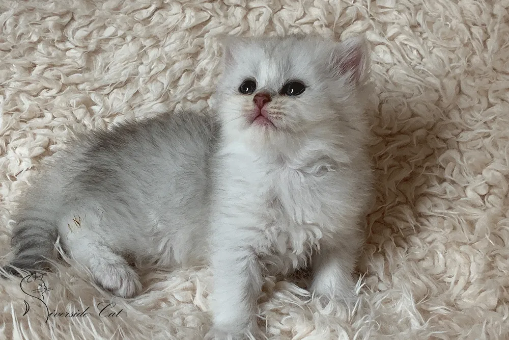 Brit macska - Black Silver Shaded színnel