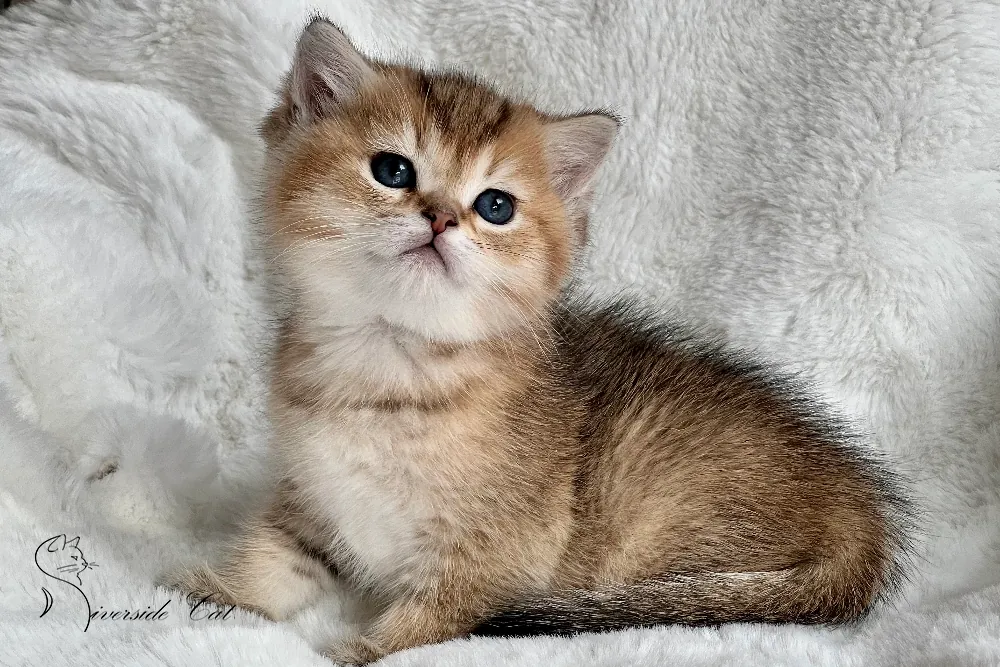 Brit macska - Black Golden Ticked Tabby színnel