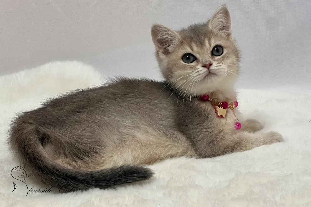 Brit macska - Blue Golden Shaded színnel