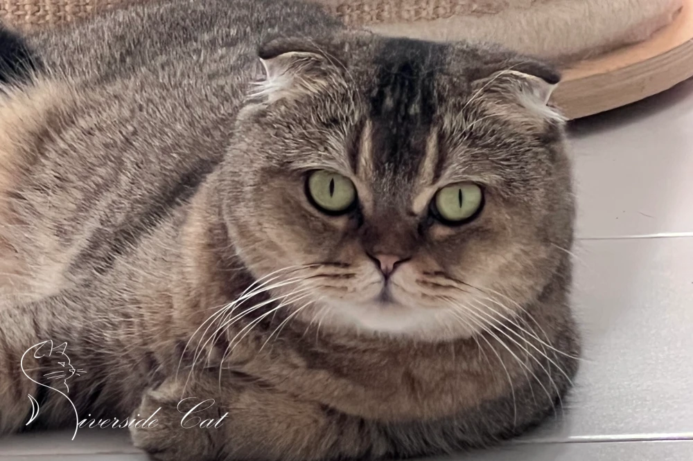 Skót lógófülű macska - Black Golden Ticked Tabby színnel