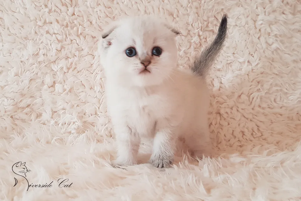 Skót lógófülű macska - Black Golden Shaded Point színnel