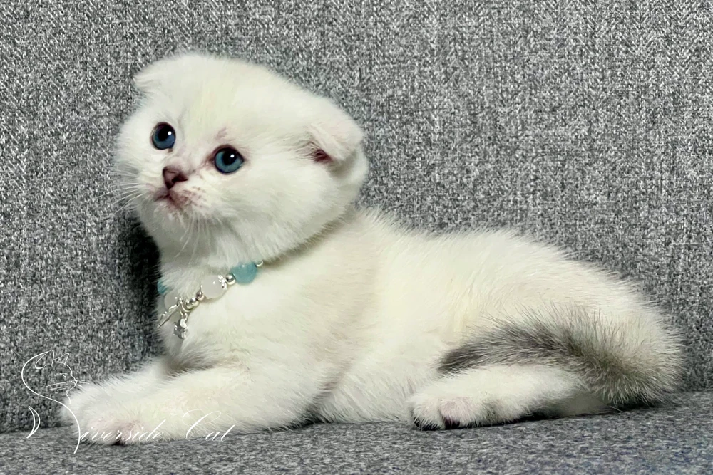 Skót lógófülű macska - Chocolate Golden Shaded Point színnel