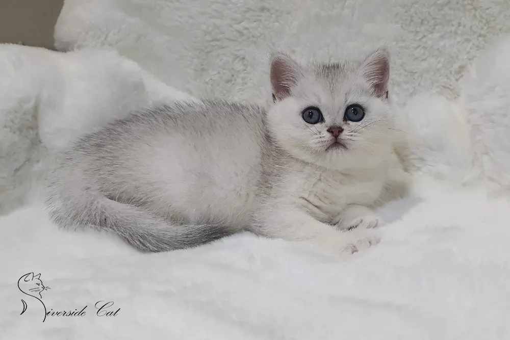 Skót állófülű macska - Black Silver Shaded színnel