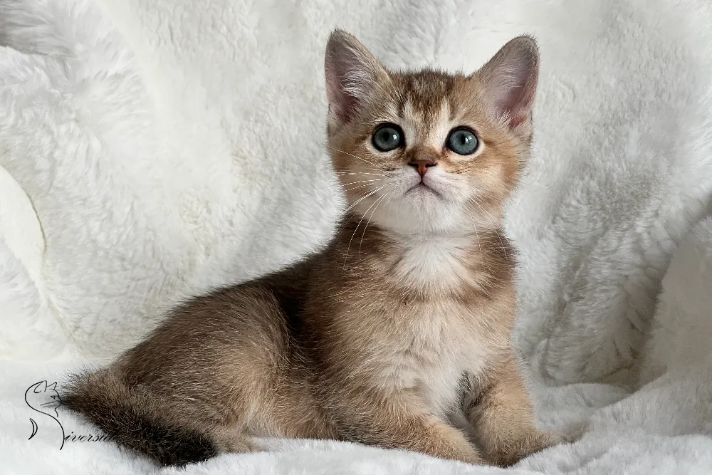 Brit macska - Black Golden Ticked Tabby színnel