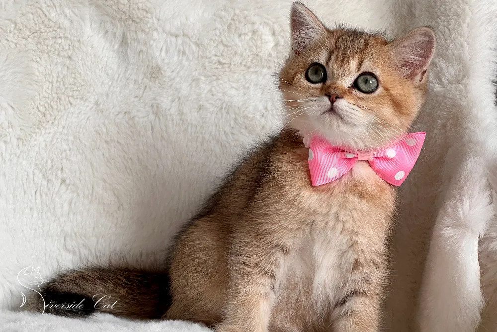 Brit macska - Black Golden Shaded színnel