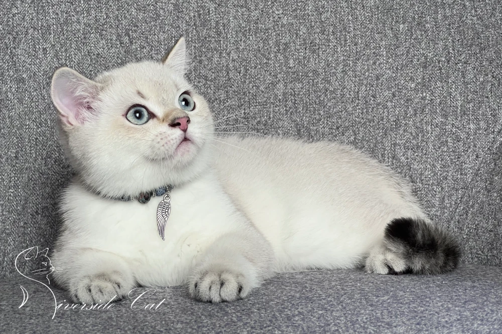 Skót állófülű rövidszőrű macska - Chocolate Golden Tabby Point színnel