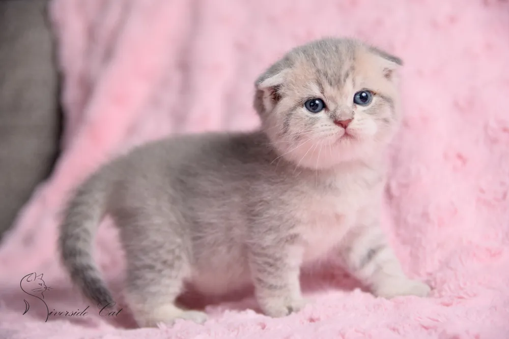 Skót lógófülű rövidszőrű macska - Blue Golden Mackerel Tabby színnel
