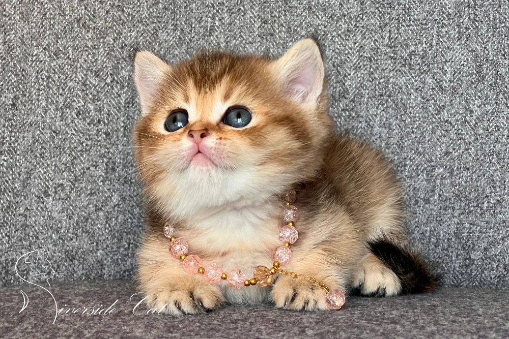 Skót állófülű rövidszőrű macska - Chocolate Golden Ticked Tabby színnel